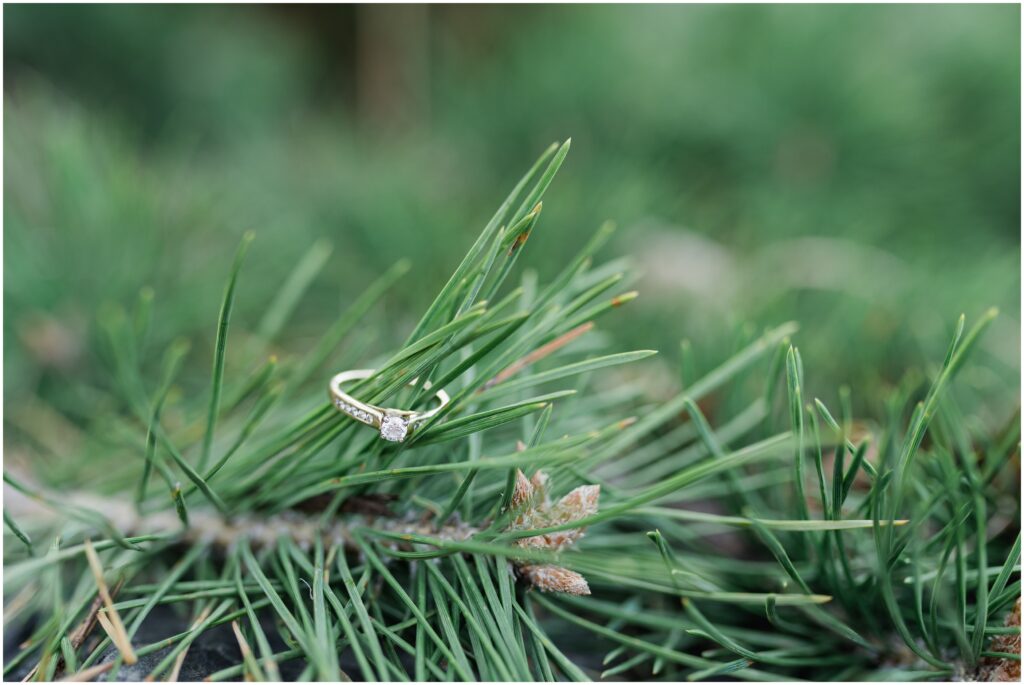 Engagement ring on a pine leaf.
